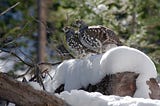 Two speckled grouse perched on a snow-covered log.