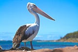 And They Said They Pelicouldn’t — Pelicans Come Back to Great Salt Lake’s Islands