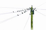 Birdes perched on power lines