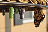 chrysalis with butterfly inside next to a monarch butterfly