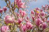 Strange Notions and Interests about Magnolias, the Blossoms of Gentility!