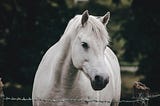 This image shows a white horse standing behind a barbed wire fence, looking directly at the camera with a gentle expression. Its well-defined face and alert ears are set against a lush green background, evoking a serene and pastoral mood.