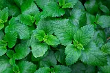The Miracle Green Mint from the Garden