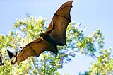 I Love Bats and People Think It’s Weird
