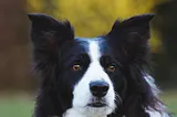 My Life With a Border Collie