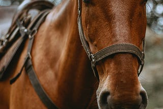 21 Perfect Names for Your Brown Horse: Unique and Timeless Choices