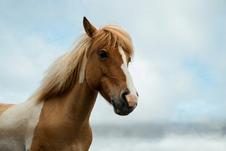 A beautiful horse with a white and brown coat, standing against a clear sky, representing the article ‘Good Female Horse Names: Finding the Ideal Name for Your Equine Companion’.