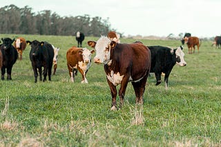 hereford and black angus cattle in a field