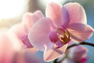 Find 5 astounding things about orchids