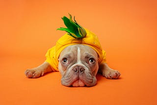 Small tan and white French bulldog lying against orange background wearing what appears to be a pineapple outfit, with sad look in his eyes.
