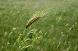 Pet-owners: watch out for foxtail seed pods that can harm your dog or cat this summer