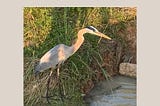 Cover of “Nature + Nurture” ebook — beige with close-up photo of heron in tall grass at water’s edge