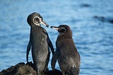 Two Galapagos penguins side-by-side, nearly touching beaks. Copyright Robert Solley 2023, San Francisco couples therapist.