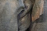 A close-up photograph of an Indian Elephant, where all you can see is an eye, a part of the trunk and part of the ear. The elephant represents all mammals.