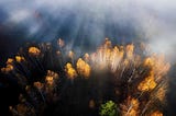 Saving the Last Virgin Forests of Europe from a Photographer's Point of View