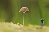 The History of Earth: PLANTS and FUNGI