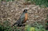 a robin stands alert on the ground