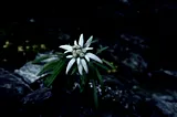 Edelweiss — Iconic Flower Beneath the Bianco Ridge.