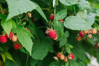 Discover practical solutions for common raspberry problems.
