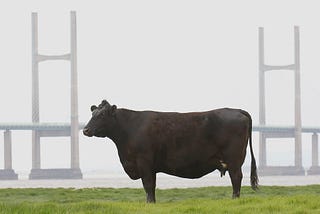 A colour image of a cow, an Aberdeen Angus, standing in a field with the Second Severn Crossing in the background. The cow is there to represent the Golden Calf.