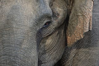A close-up photograph of an Indian Elephant, where all you can see is an eye, a part of the trunk and part of the ear. The elephant represents all mammals.