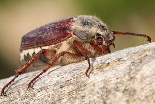 Colour image of a Cockchafer, which is a type of beetle, whose colloquial name of doodlebug or May Bug was used as a nickname for the V-1 flying bomb. Used as an example of the loss of biodiversity.