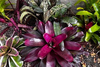 Photo of colorful bromeliads.