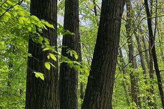 An oak tree with a triple trunk, with green-leafed trees in the background