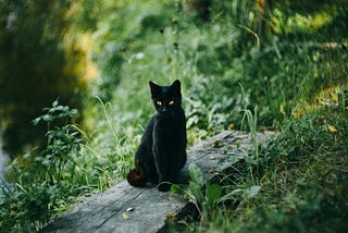 A black cat sits on a plank.