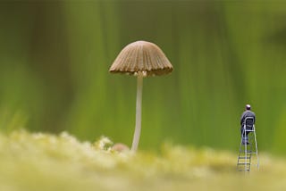 The History of Earth: PLANTS and FUNGI
