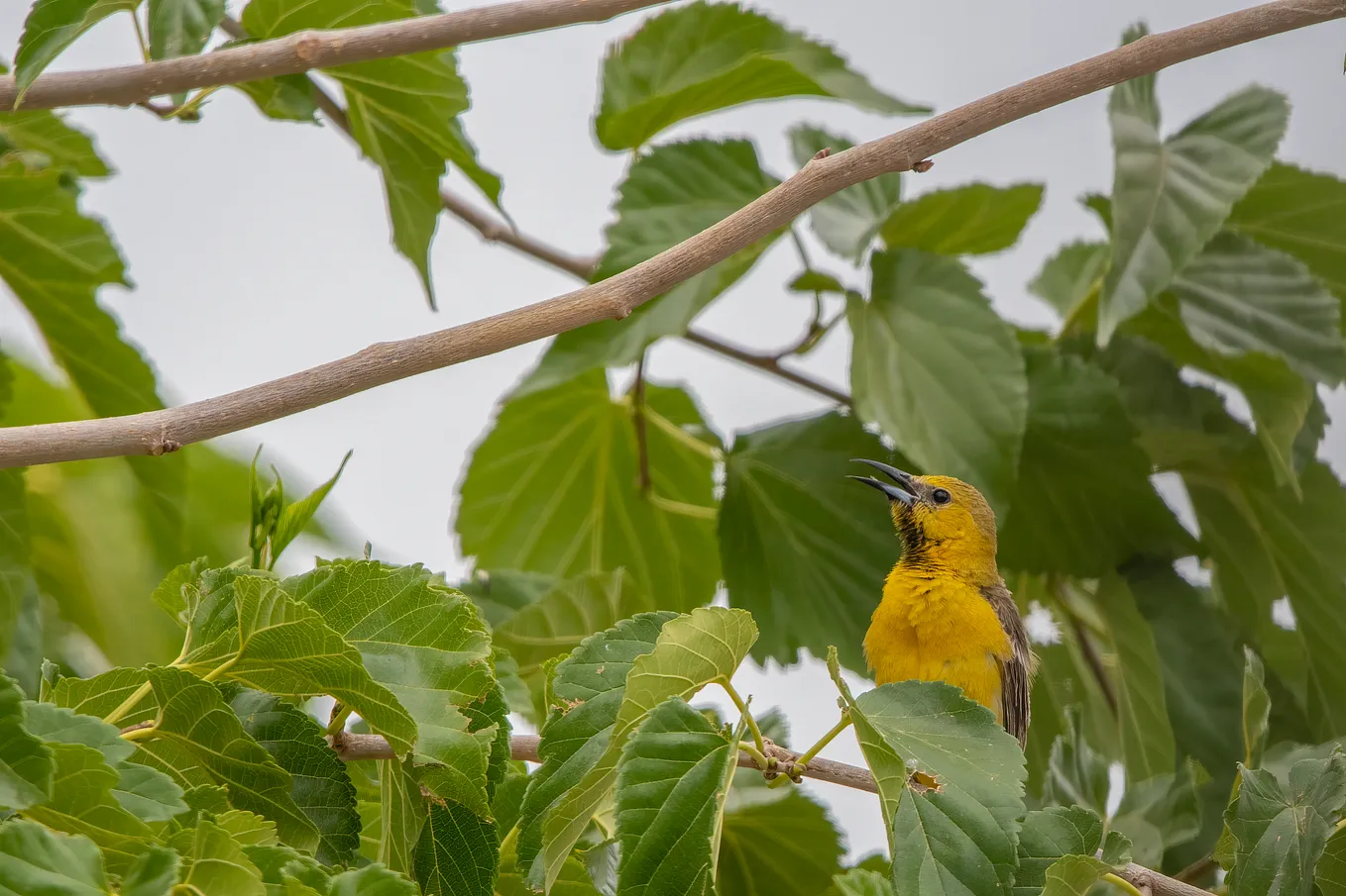 A yellow oriole with its mouth open perched in a tree with green leaves