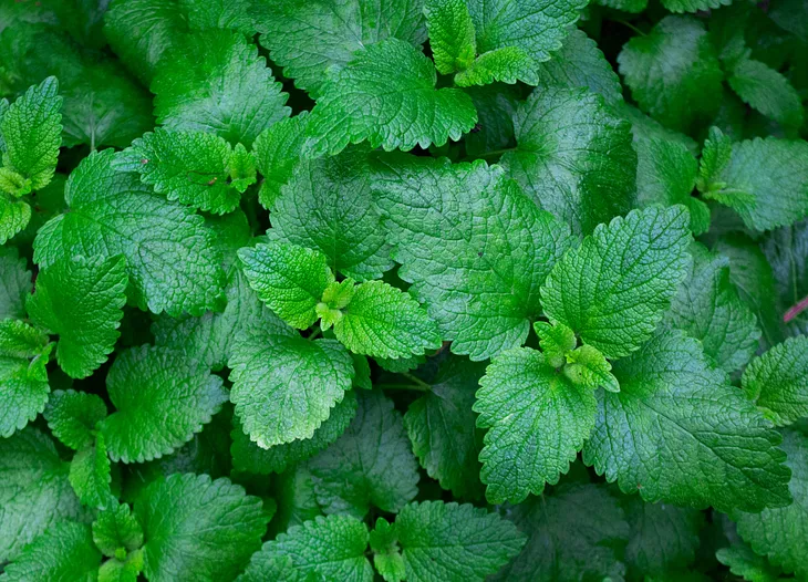 The Miracle Green Mint from the Garden