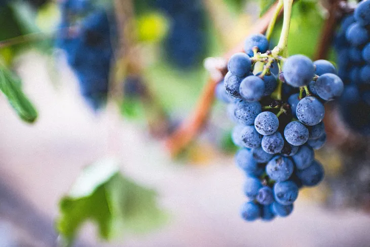 Purple grapes hanging on a vine
