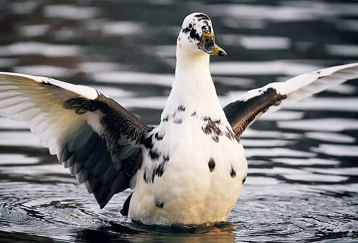 Black and White Duck : Evolution, Breeding, and Unique Plumage