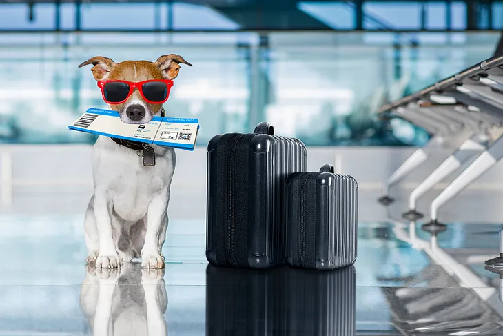 Dog Travel Essentials: Travel Tips for dogs