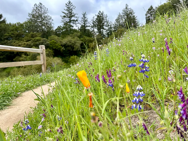 Wildflowers on the side of a trail with redwoods in the background