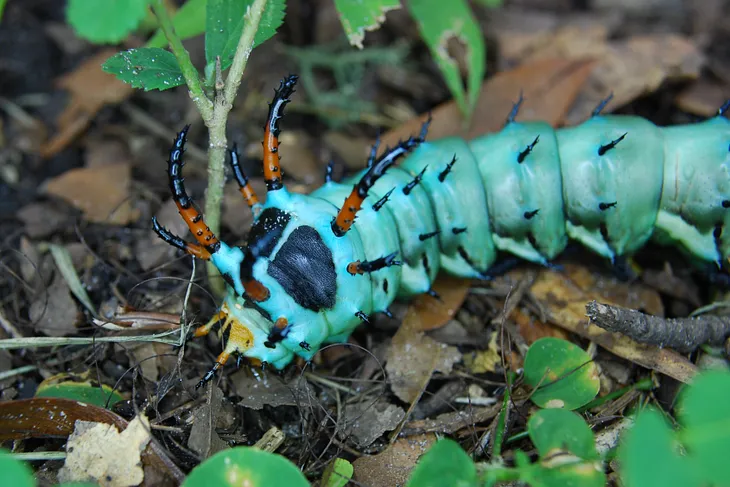 Photo of a huge blue caterpillar