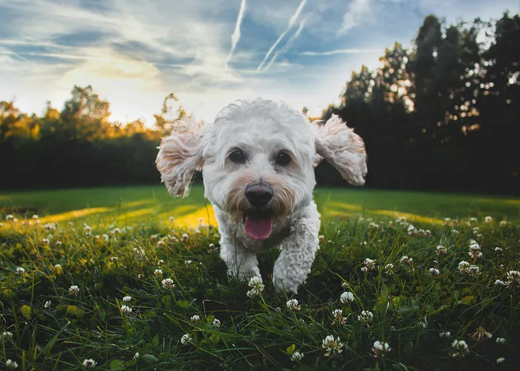 Photo of a small white dog running on a meadow at eye level.
