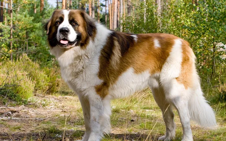 There is a beautiful St.Bernard Dog stands in the woods in the picture