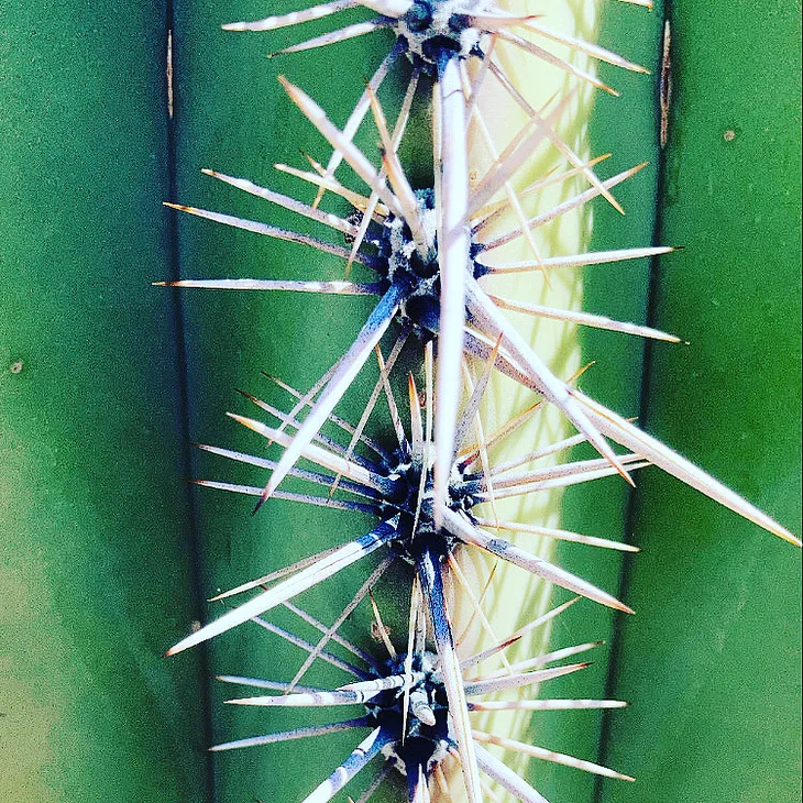 Close up of a Saguaro cactus’ thornes